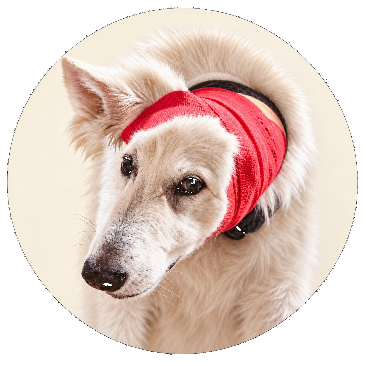 Chien en mouvement portant des lunettes de protection