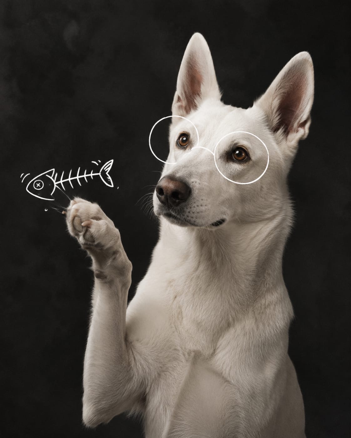 Chien blanc illustrant l’univers naturel du magasin