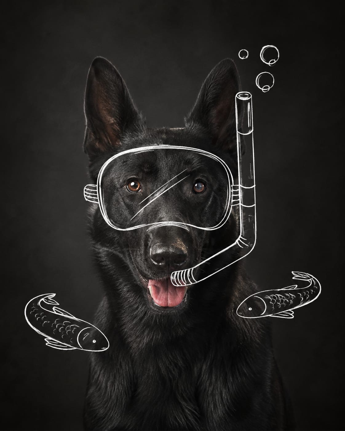Chien noir illustrant l’univers naturel du magasin
