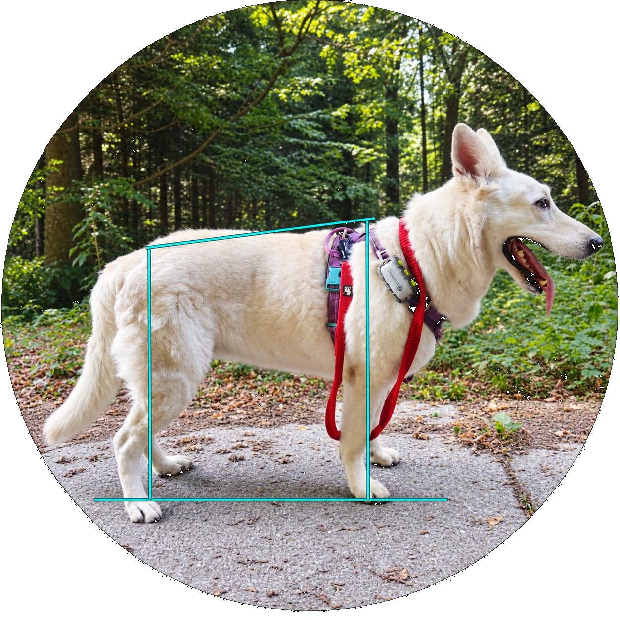 Chien debout de profil, en posture d'analyse